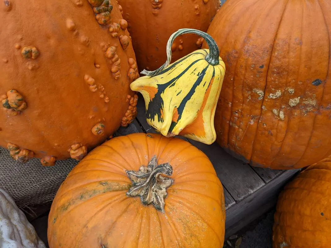Pumpkin Patch